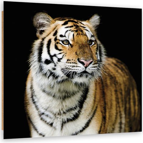 Quadro deco panel, Tigre maestosa - 60x60 (1/5)