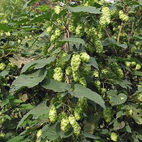 4 x Houblon doré  - Humulus lupulus 'Target'  - godet 9x9 cm (1/5)