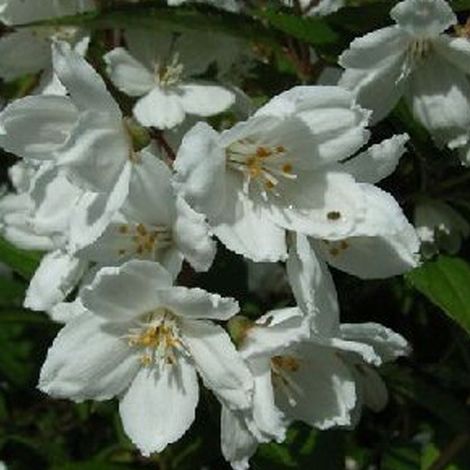 Deutzie rosea  - Deutzia rosea 'Campanulata'  - 40-60 cm pot