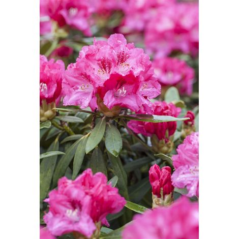 Rhododendron 'Rocket' Rhododendron Hybr.'Rocket' C 7,5 40- 50