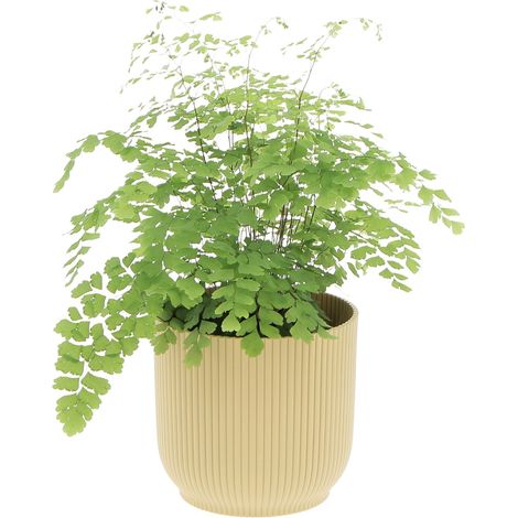 Felce Capelvenere con Eco-Vaso Yellow - Adiantum Raddianum Fragrans - H 35-40 cm Vaso Ø 14 cm (1/4)