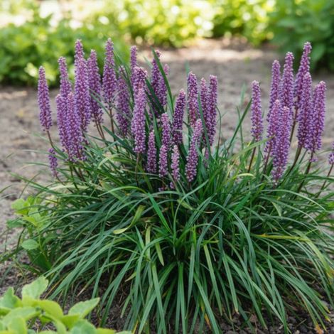 Liriope muscari Lilac Wonder/Godet - 5/20 cm (1/5)