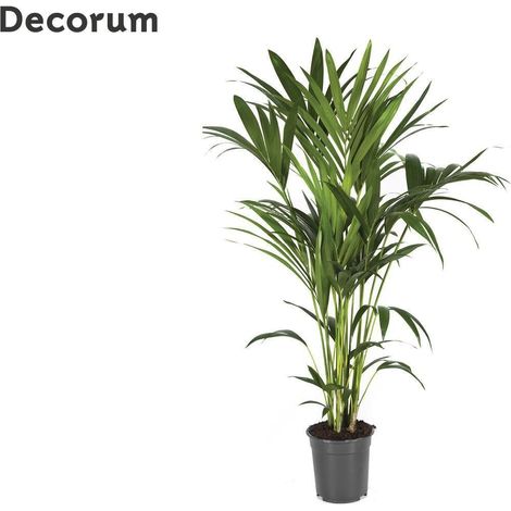 Howea Forsteriana Palmier d’Intérieur Feuillage Vert Pot 21 cm Hauteur 120 cm - PANGIVO