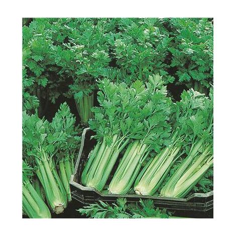 CELERI PLEIN BLANC PASCAL - Graines de légumes - 2 G
