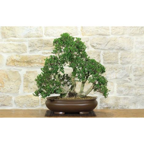 Bonsai di Mirto Microphylla (53)