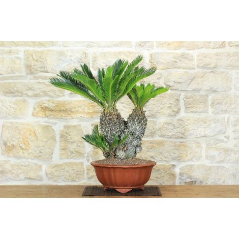 Bonsai Cycas Revoluta (22)