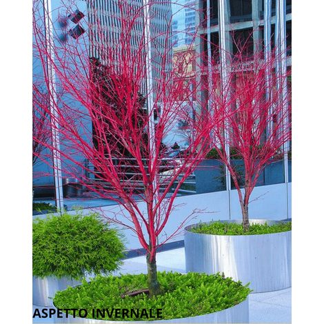Acero rosso giapponese "Acer palmatum Sango Kaku" pianta in mastello ø50 h 100/150 cm (1/4)
