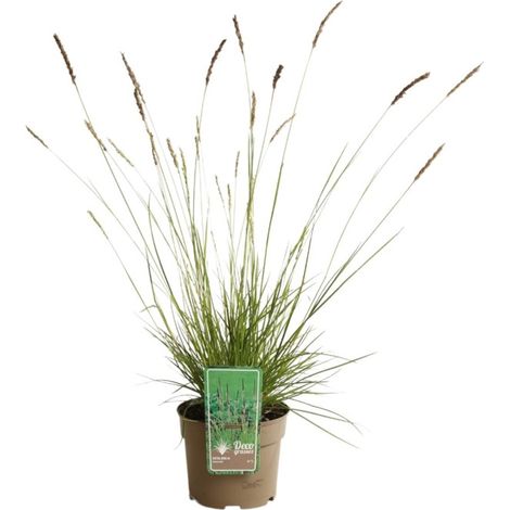 Seslérie d'automne - Sesleria autumnalis pot 3L