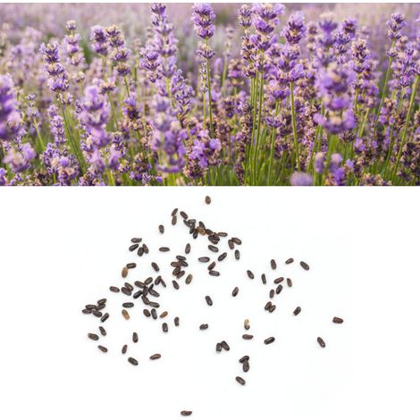 50 g de graines de lavande, extrait de plante à parfum de Provence, vanille, graines de vanille jaune (1/5)