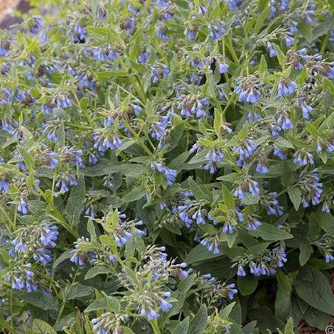 4 x Consoude bleue - Symphytum azureum  - godet 9x9 cm