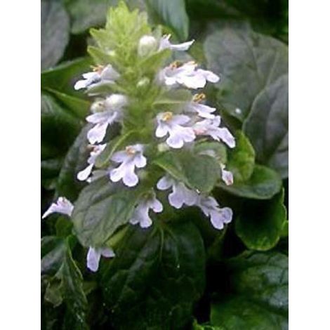 Bugle rampant 'Sanne' Godet de 8/9 cm (1/2)