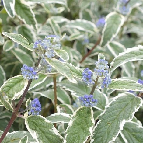 Barbe-bleue, Spirée bleue 'White Surprise' - 30-40 cm pot (1/4)