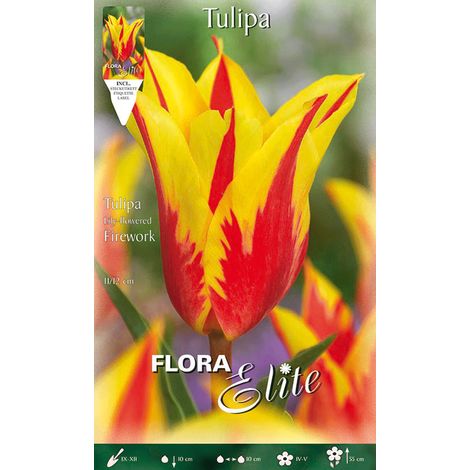 TULIPANO FIOR DI GIGLIO FIREWORK CONFEZIONE DA 7 BULBI AUTUNNALI BULBS