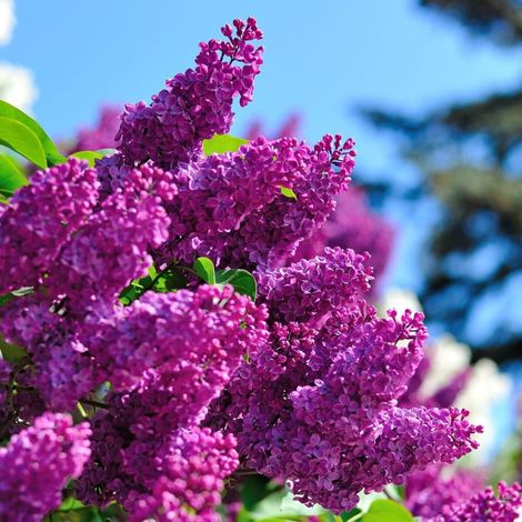 Lilas commun Souvenir de Louis Spaëth, Syringa/Pot de 5L - 40/60 cm (1/3)