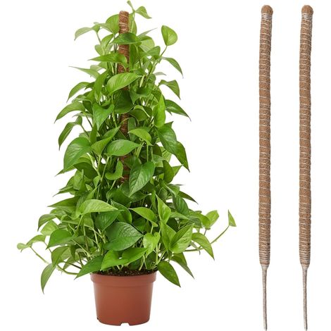 2 Pcs Tuteur Plante Grimpante en Coco sur Piquet, Poteau Pliable en Coco de 4 mm de Largeur pour Jardin et Plantes Monstera