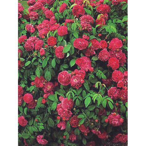 Rosier ancien gallique 'Charles de Mills' Pot de 4L/5L