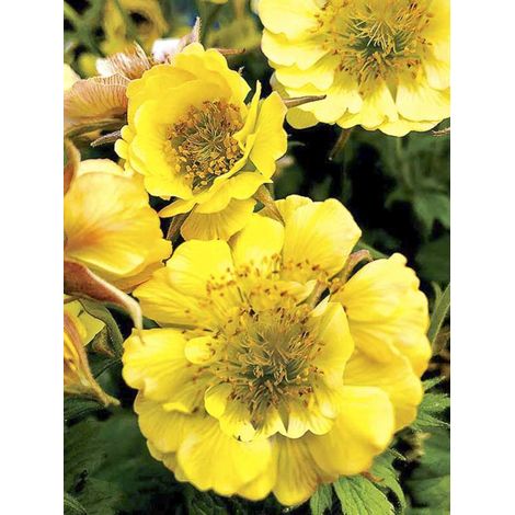 Benoite 'Tempo Yellow' Godet de 8/9 cm (1/2)