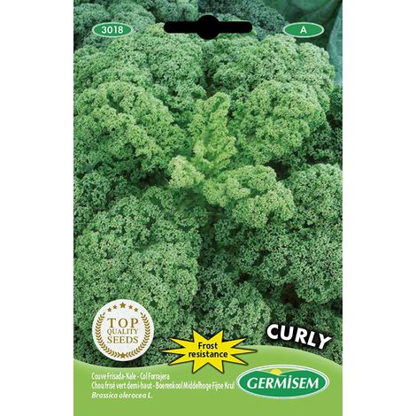 graines Chou frisé vert demi-haut CURLY