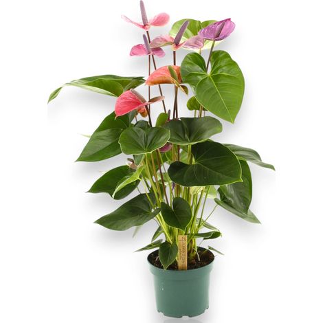 Gardenaria Anthurium andreanum 'Cavalli' - Pianta da interno ornamentale - Altezza: 50 cm (vaso 14) (1/5)