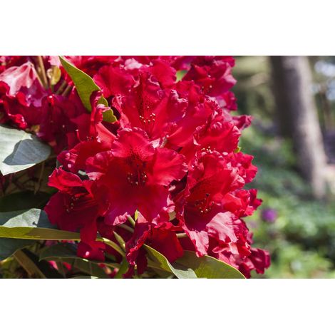 Rhododendron-Hybride 'Rabatz'® Rhododendron Hybr.'Rabatz' -R- C 5 30- 40