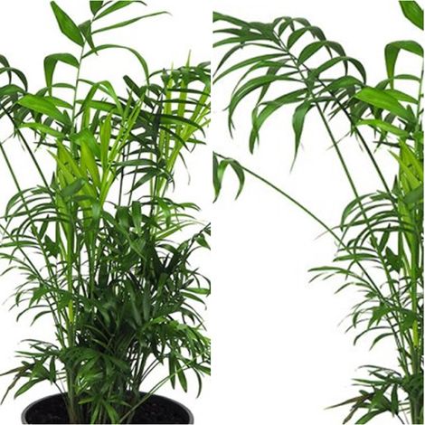 Planta Palmera Chamaedorea. 70 - 80 Cm