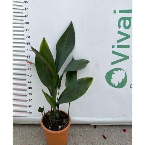 PIANTA DI ASPIDISTRA ELIATOR VASO 20  (foto reali) H. 50/60 cm PIANTA DI PIOMBO