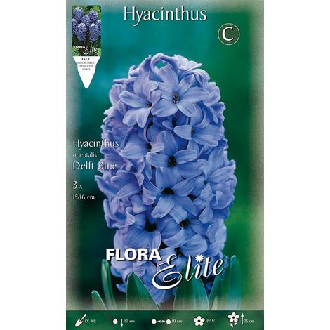 GIACINTO DELFT'S BLAUW CONFEZIONE DA 3 BULBI AUTUNNALI BULBS
