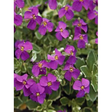 Aubriète 'Dr Mules Variegated' Godet de 8/9 cm