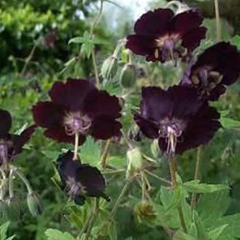 4 x Géranium vivace livide - Geranium phaeum  - godet 9x9 cm