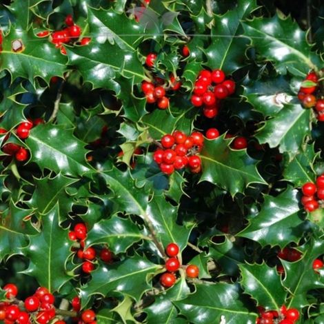 ILEX AGRIFOGLIO BLUE ANGEL VASO 16CM (1/2)