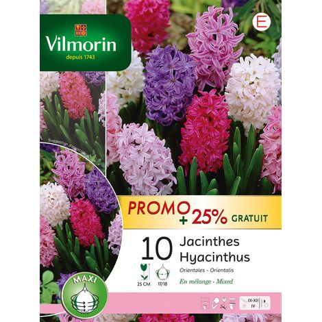 Vilmorin Jacinthe Orientale en Mélange (x10) + 25% Offert (1/2)