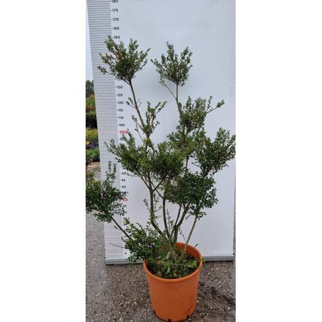 PIANTA DI ILEX CRENATA PON PON IN VASO CLT 25   (foto reali) AGRIFOGLIO