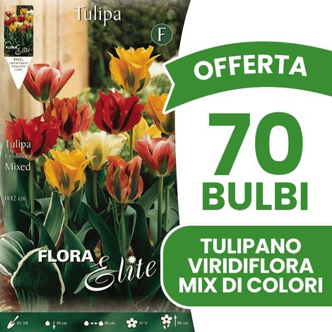 OFFERTA 70 BULBI AUTUNNALI TULIPANO VIRIDIFLORA MIX DI COLORI BULBI BULBS BULBS