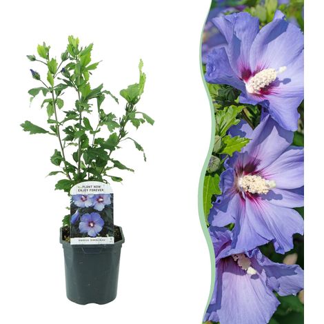 Hibiscus syriacus Oiseau Blue Arbuste à Fleurs Bleues Plante de Jardin Pot 17cm Hauteur 45cm - PANGIVO (1/5)