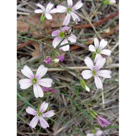 Petrorhagia saxifraga Godet de 8/9 cm (1/3)