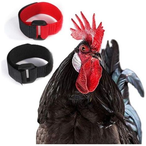 Collier anti-croassement réglable pour coqs : pour des poules silencieuses et des voisins heureux