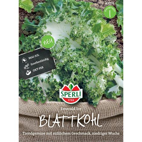 Sperli – Chou frisé Emerald Ice – Graines de légumes, hauteur jusqu'à 90 cm, pour env. 20 plantes (1/2)