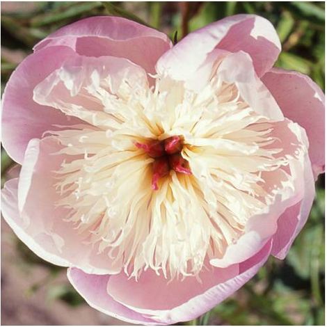Pivoine herbacée Bowl of Beauty/Pot de 2L (1/5)