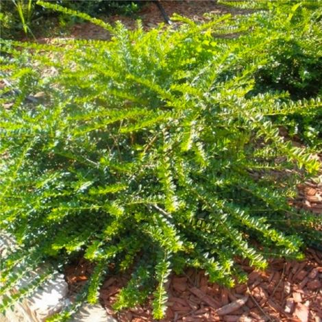 Pépinières Naudet – Chèvrefeuille couvre-sol Lonicera nitida 'Maigruen' – Hauteur 15-40 cm – Persistant – Fleurs blanches au printemps – Rusticité -12°C à -18°C