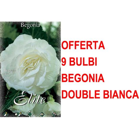 OFFERTA 9 BULBI PRIMAVERILI BEGONIA DOUBLE BIANCA BULBS FIORI