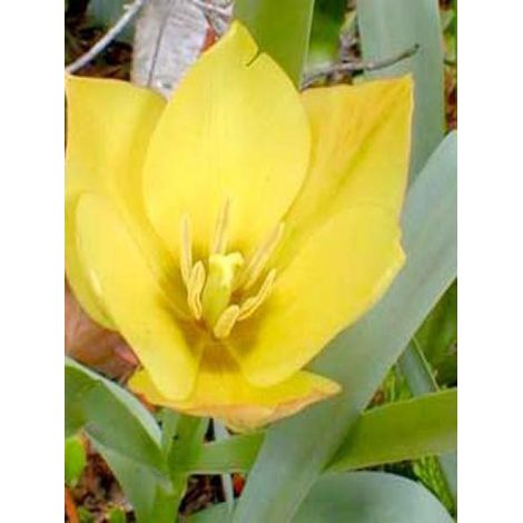 Tulipe botanique 'Batalinii Bright Gem' Bulbe calibre 6+ (par 10) (1/4)