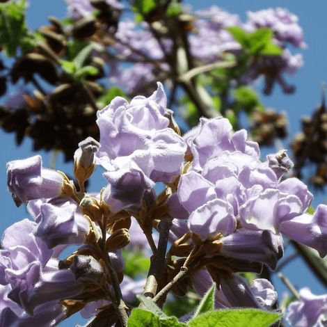 Paulownia tomentosa, Arbre impérial/Pot de 5L - 40/60 cm