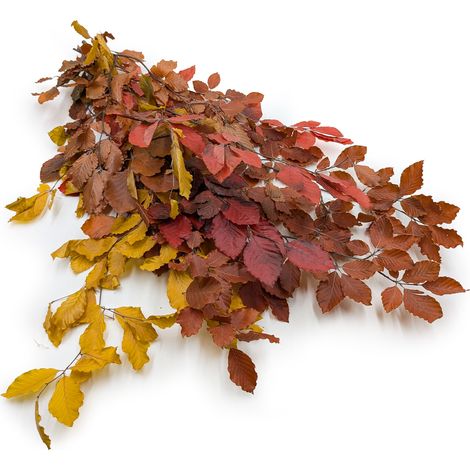 Haya estabilizada (Faggio) - Otoño