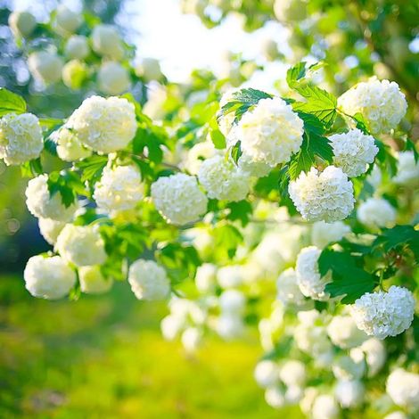 Pépinières Naudet – Boule de neige 'Roseum' – Arbuste caduc 2-3m – Couleur de floraison blanche – Rusticité jusqu'à -15°C – Exposition ensoleillée