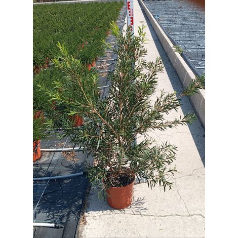 Rince-Bouteille Callistemon Captain Cook Pot 24 cm Arbuste à Fleurs Persistant (1/4)