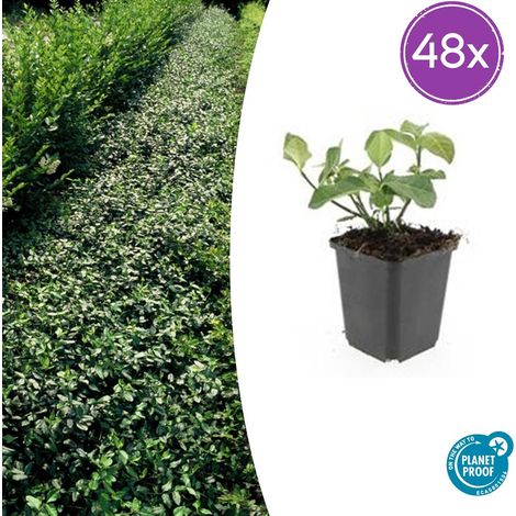 Lot de 48 Fusains Rampants Dart's Blanket Couvre-sol Persistant Vert et Crème 10-25cm Pot Ø 9cm - PANGIVO (1/5)
