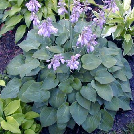 4 x Hosta 'Blue Cadet' - godet 9x9 cm
