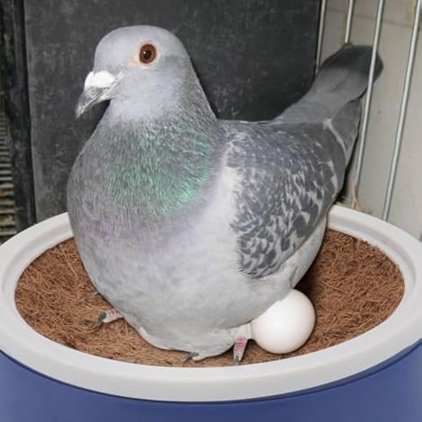 Lot de 2 nichoirs pour Oiseaux tissés à la Main pour Pigeons, perroquets, cacatoès, perruches, (1/5)