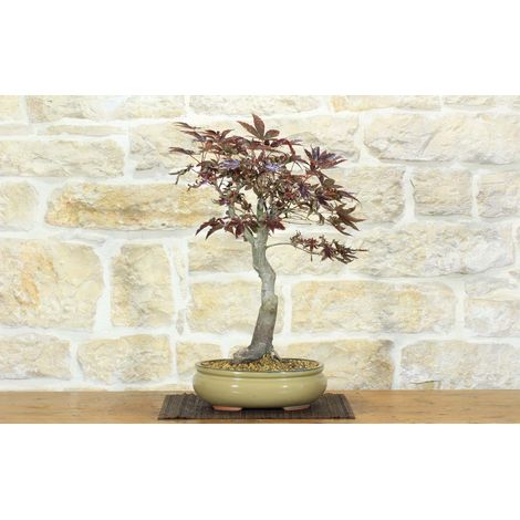 Bonsai di Acero Palmato Atropurpureum (8)
