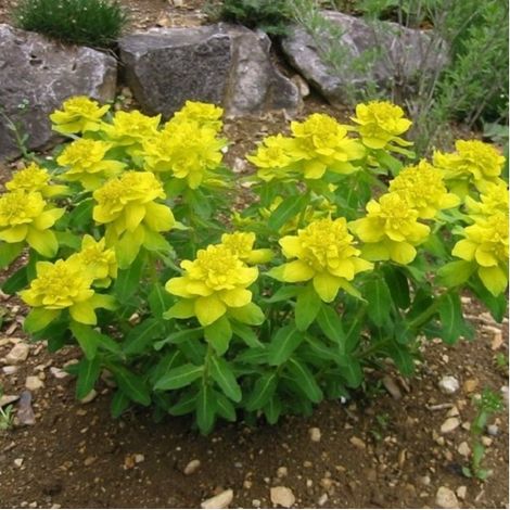 4 x Euphorbia polychroma - godet 9x9 cm